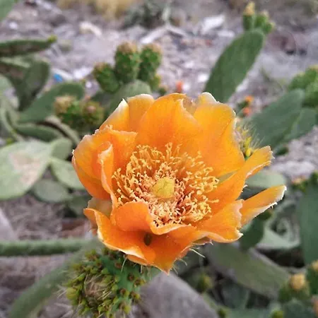 Casa Tijoco Gasthuis 3*